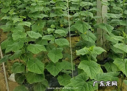 黄瓜又叫什么名字