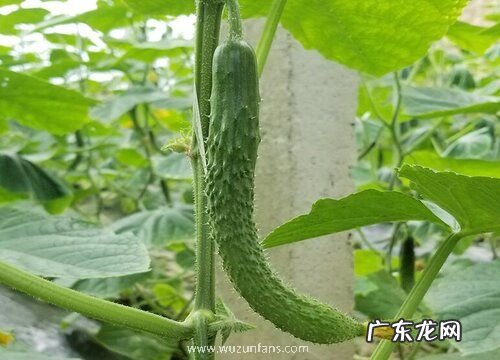 黄瓜又叫什么名字