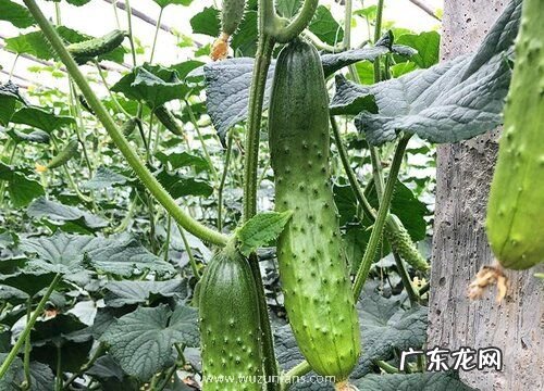 黄瓜又叫什么名字