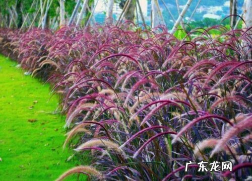 狼尾草是草本还是木本