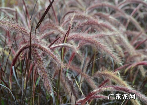 狼尾草是草本还是木本