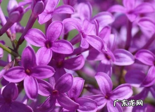 丁香是草本还是木本