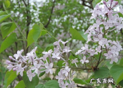 丁香是草本还是木本