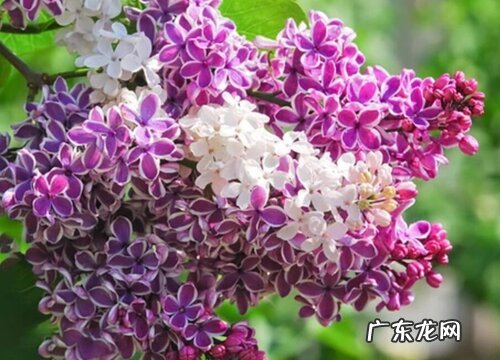 丁香是草本还是木本