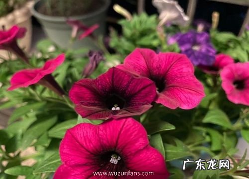 矮牵牛几年生植物