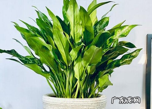 万年青又叫什么名字