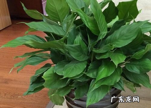 万年青又叫什么名字