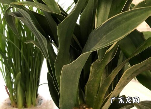 万年青又叫什么名字