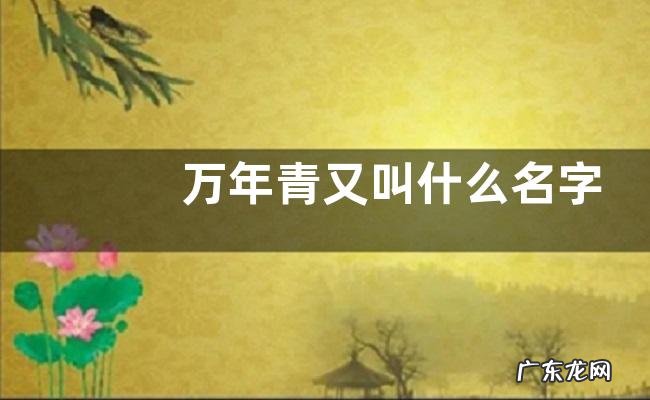 万年青又叫什么名字