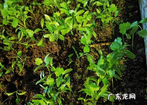 鸡毛菜施什么肥最好