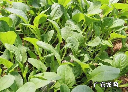 鸡毛菜施什么肥最好