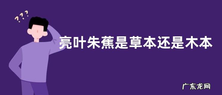 亮叶朱蕉是草本还是木本