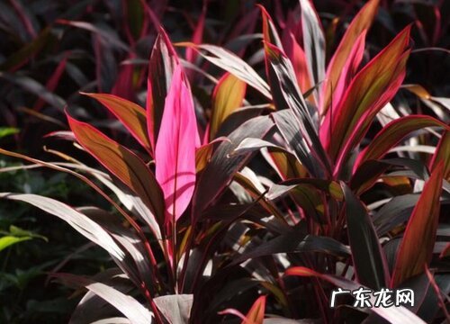 亮叶朱蕉是草本还是木本