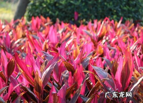 亮叶朱蕉是草本还是木本