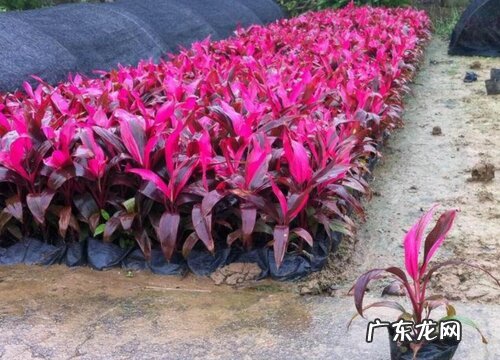 亮叶朱蕉是草本还是木本