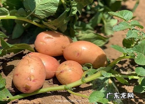 马铃薯是果实吗