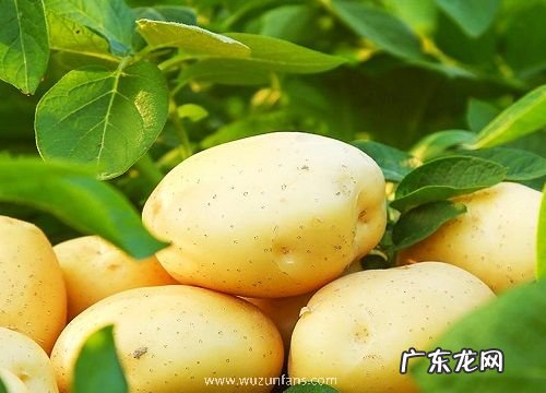 马铃薯是果实吗