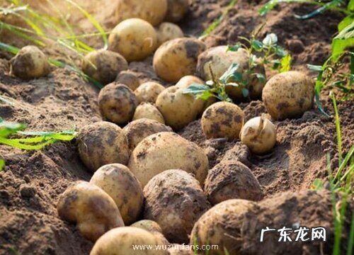 马铃薯是果实吗