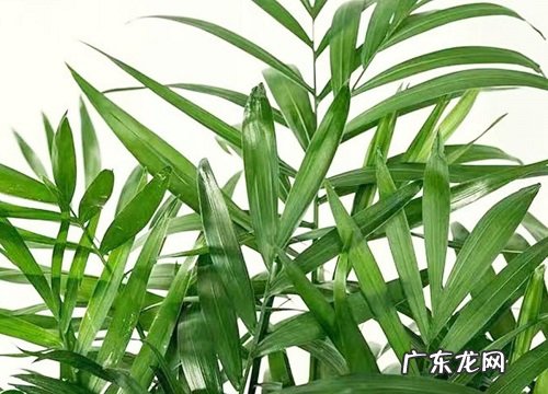 袖珍椰子是草本还是木本