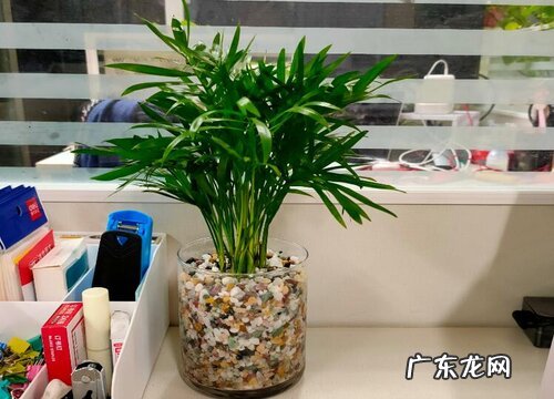 袖珍椰子是草本还是木本