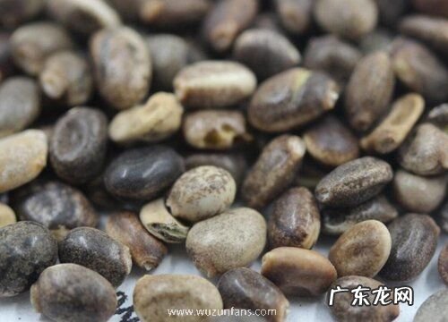 鲁冰花种子什么时候种植最好