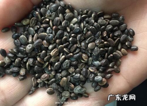鲁冰花种子什么时候种植最好