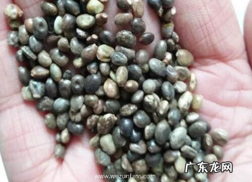 鲁冰花种子什么时候种植最好