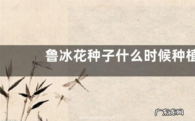 鲁冰花种子什么时候种植最好