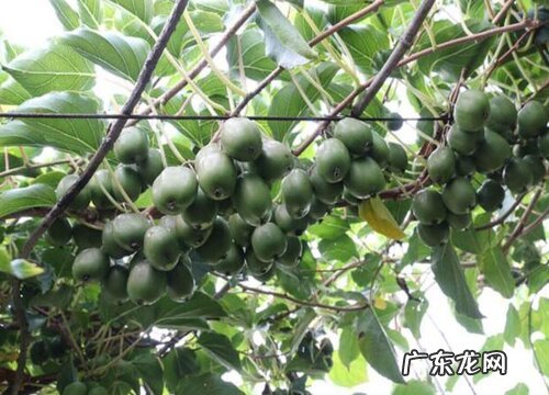 软枣猕猴桃几月份开花结果