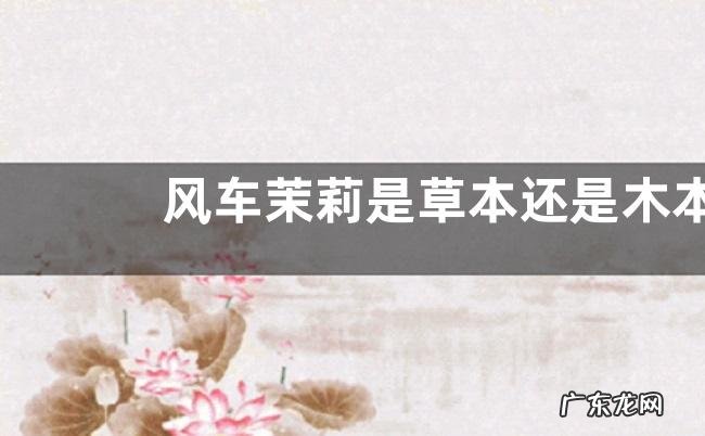风车茉莉是草本还是木本