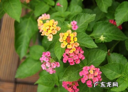 马缨丹是草本还是木本