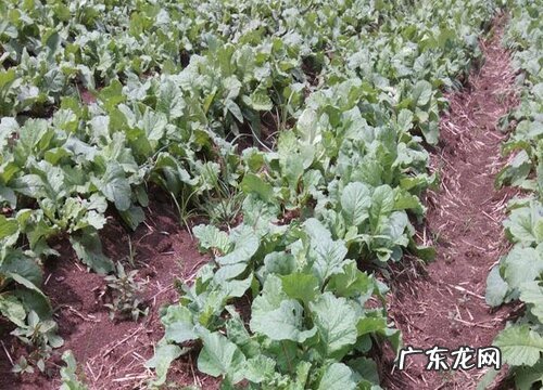 萝卜又叫什么名字