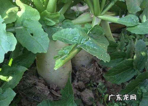 白萝卜几天出苗 播种后几天发芽出苗