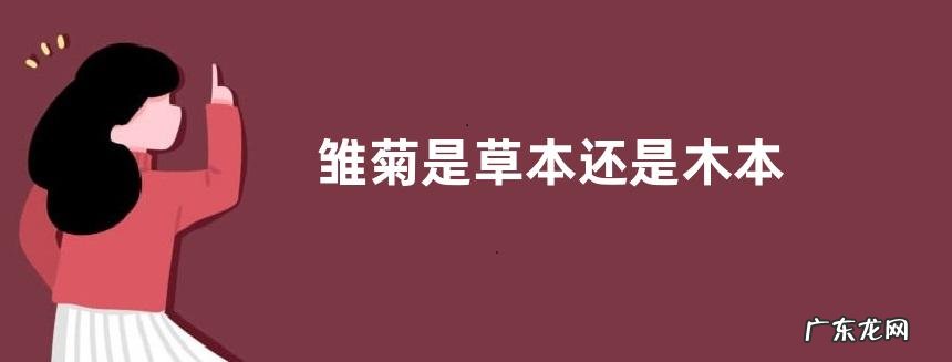 雏菊是草本还是木本