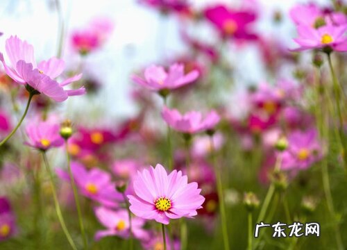 雏菊是草本还是木本