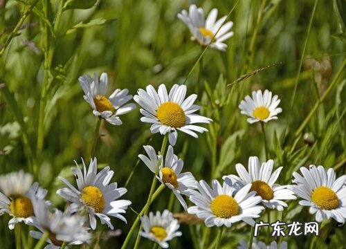 雏菊是草本还是木本