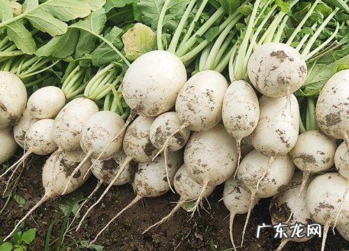 白萝卜一年可以种几次 生长周期多少天