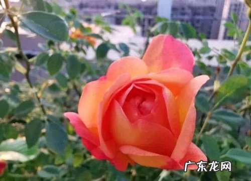 橙色蔷薇花语及代表意义