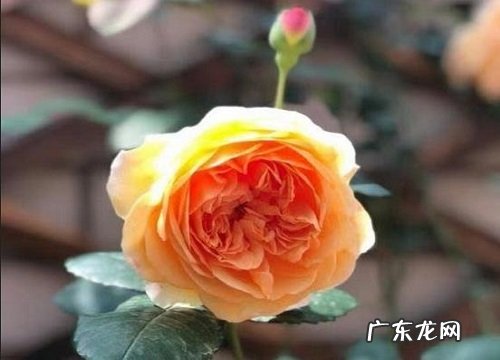 橙色蔷薇花语及代表意义