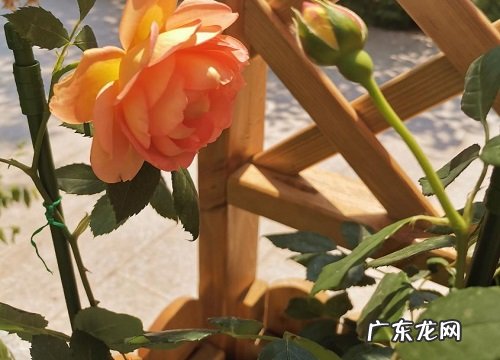 橙色蔷薇花语及代表意义