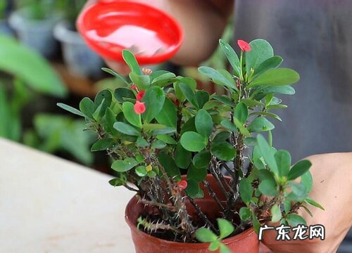 虎刺梅可以浇淘米水吗