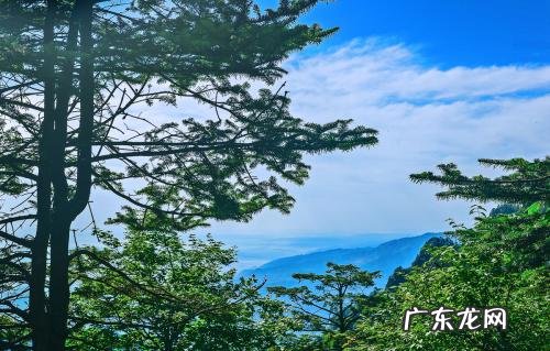 属龙的养什么花好 家中养什么花运气好又旺财