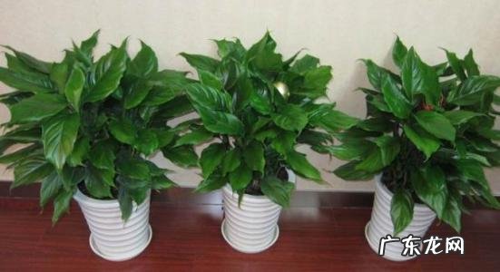 属龙的养什么花好 家中养什么花运气好又旺财