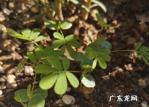 含羞草几年生植物