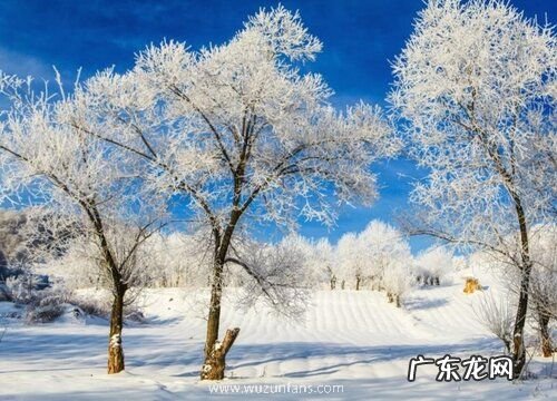 雾松的养殖方法和注意事项有哪些