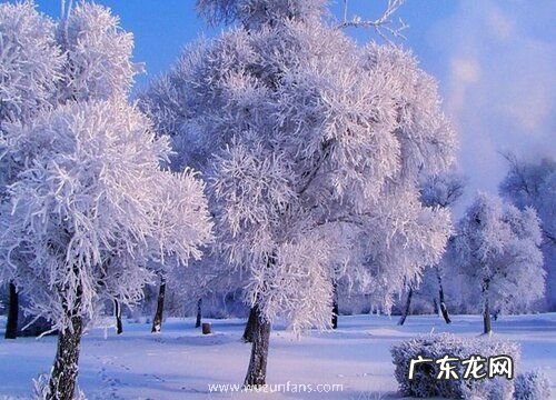 雾松的养殖方法和注意事项有哪些