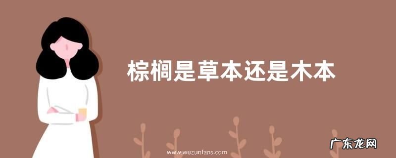 棕榈是草本还是木本