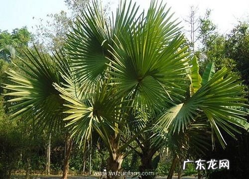 棕榈是草本还是木本