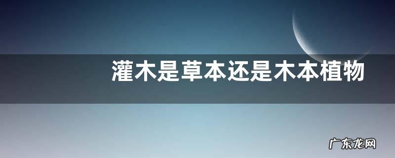 灌木是草本还是木本植物