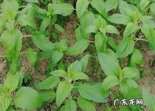 夏芝麻种植时间和方法